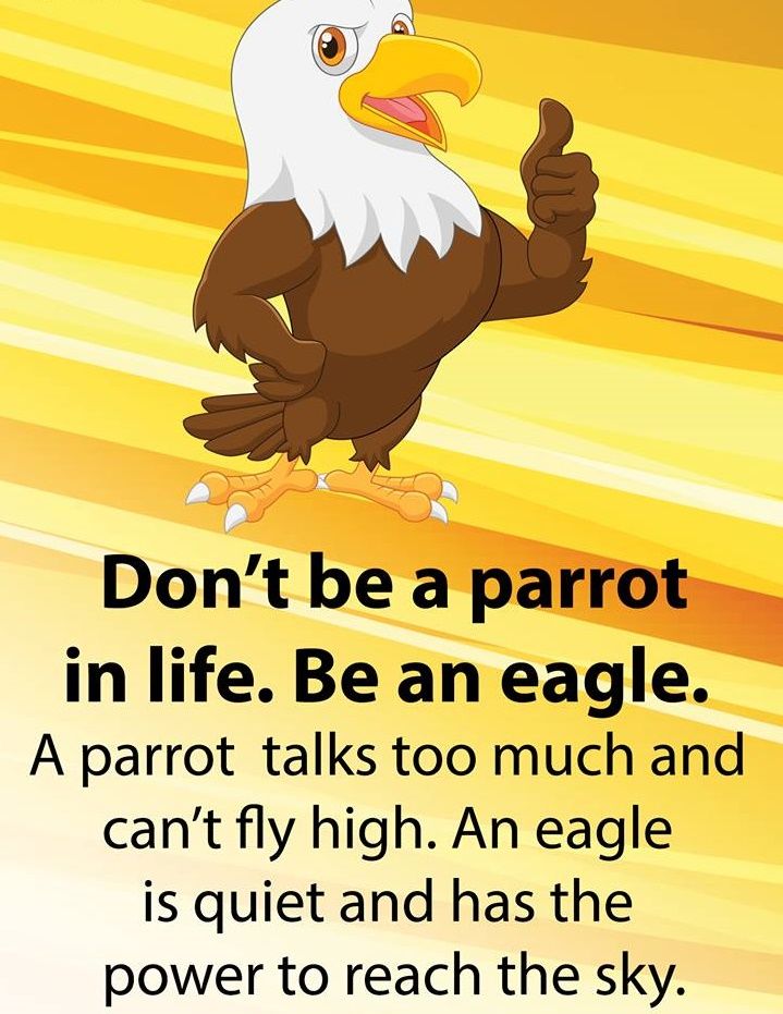 Don't be a parrot in life.Be an eagle — Steemit